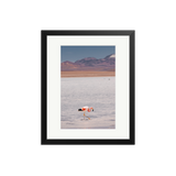Flamingos in the Lake