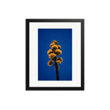 Flowering Agave in California
