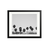 Hollywood Palm Trees