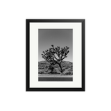 Joshua Tree