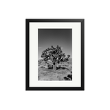 Joshua Tree II