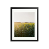 Sunflowers of the Languedoc
