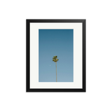 The Moon and A Palm